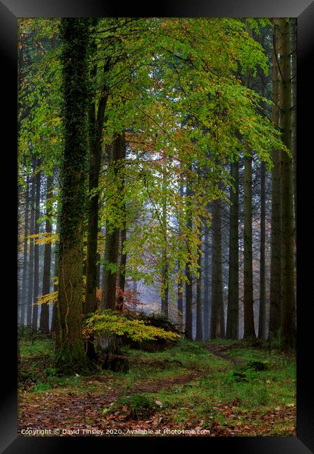 Misty Autumn Woodland No.3 Framed Print by David Tinsley