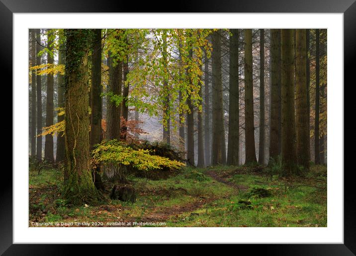 Misty Autumn Woodland No.1 Framed Mounted Print by David Tinsley