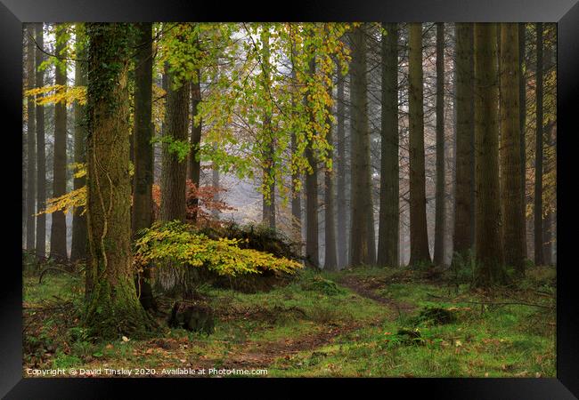 Misty Autumn Woodland No.1 Framed Print by David Tinsley
