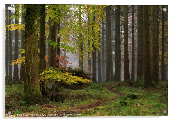 Misty Autumn Woodland No.1 Acrylic by David Tinsley