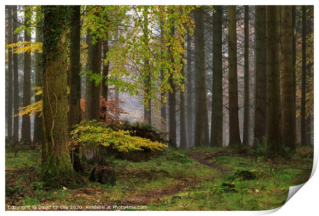 Misty Autumn Woodland No.1 Print by David Tinsley