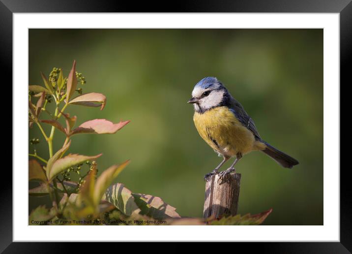 An adorable Blue Tit! Framed Mounted Print by Fiona Turnbull