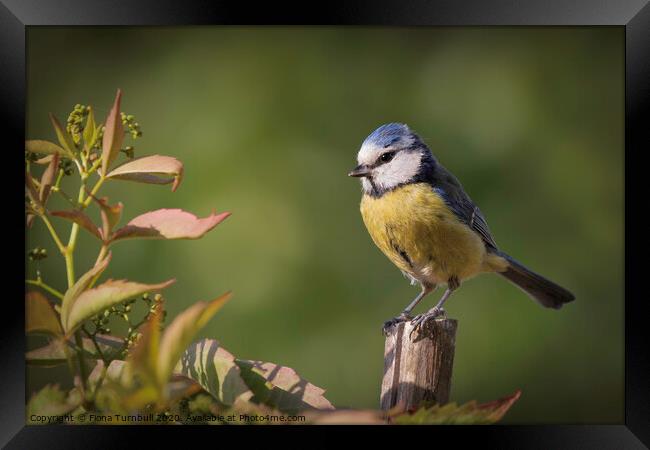 An adorable Blue Tit! Framed Print by Fiona Turnbull