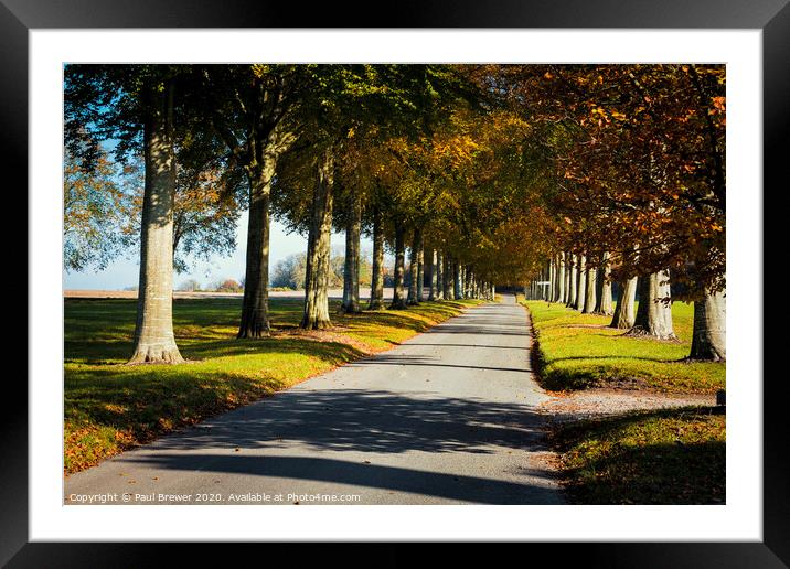 Moor Critchel Avenue Trees  Framed Mounted Print by Paul Brewer