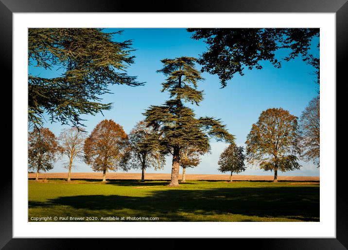 Trees at Moor Critchel  Framed Mounted Print by Paul Brewer