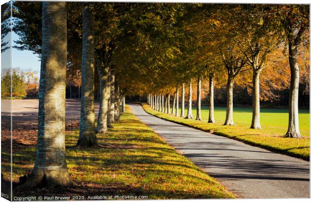 Moor Critchel Avenue Canvas Print by Paul Brewer