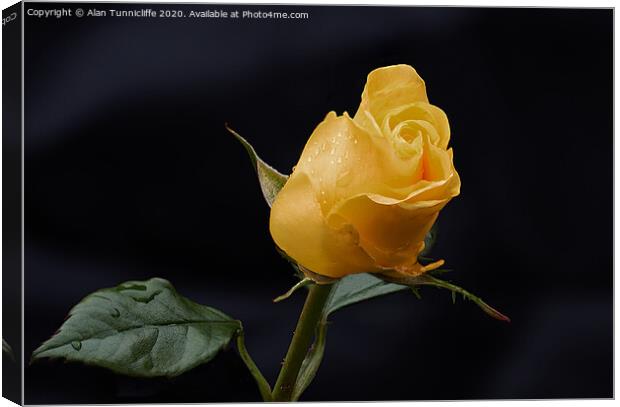Yellow rose bud Canvas Print by Alan Tunnicliffe