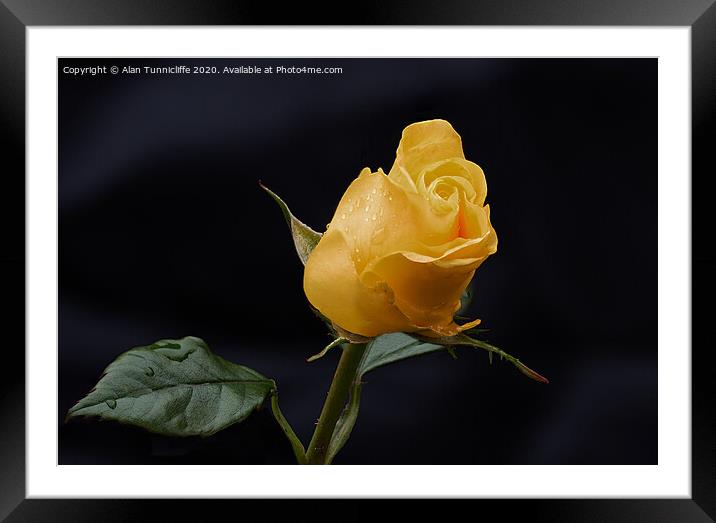 Yellow rose bud Framed Mounted Print by Alan Tunnicliffe