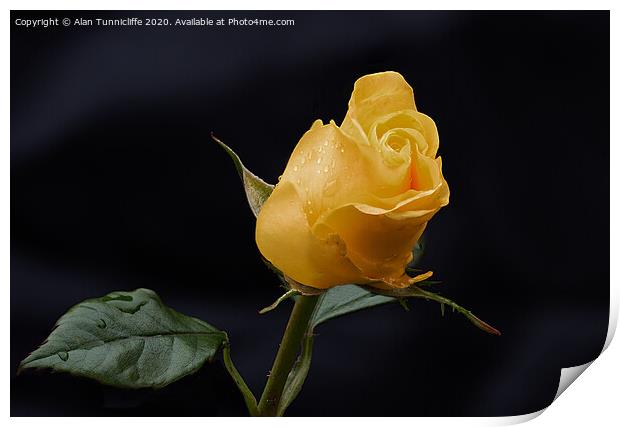 Yellow rose bud Print by Alan Tunnicliffe