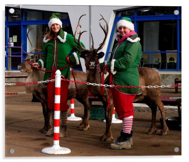 Christmas reindeers Acrylic by Martin Smith