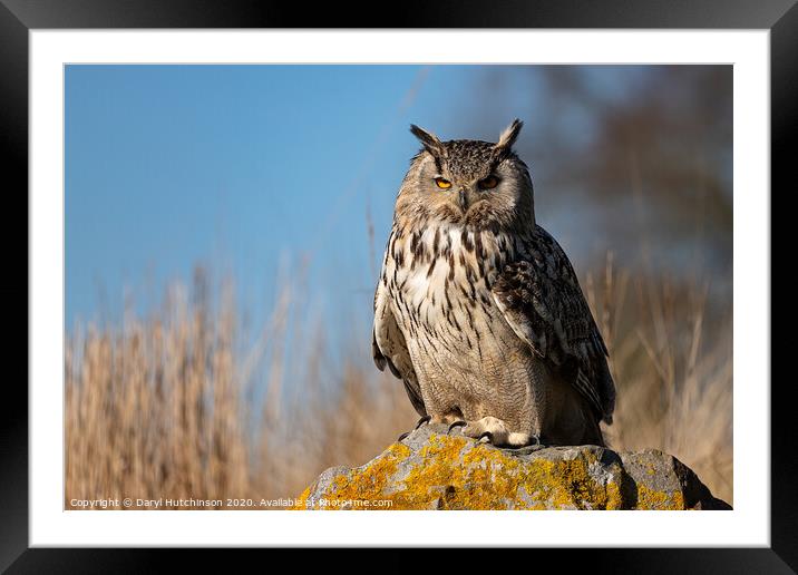 It's those eyes... Siberian Eagle Owl Framed Mounted Print by Daryl Peter Hutchinson