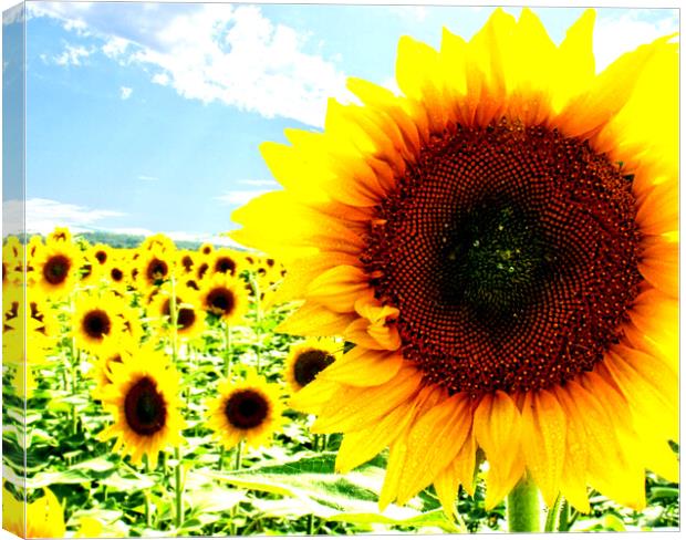 Sunny sunflower Canvas Print by Martin Smith