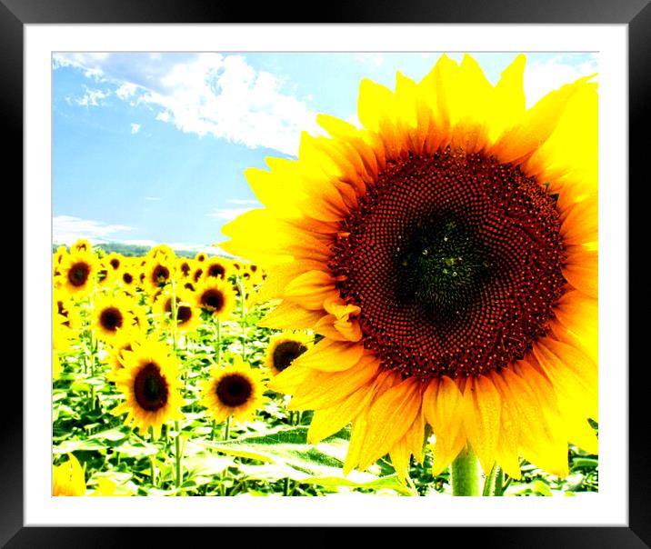 Sunny sunflower Framed Mounted Print by Martin Smith
