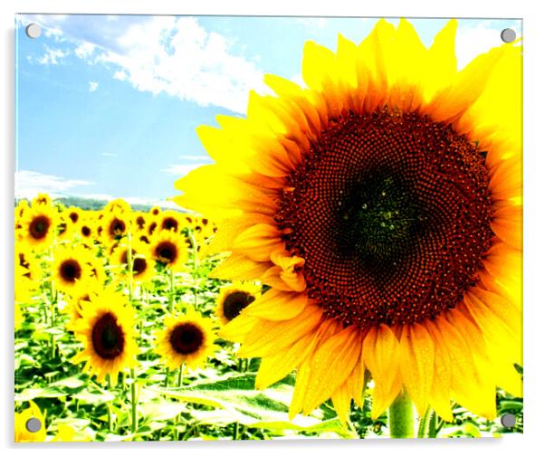 Sunny sunflower Acrylic by Martin Smith