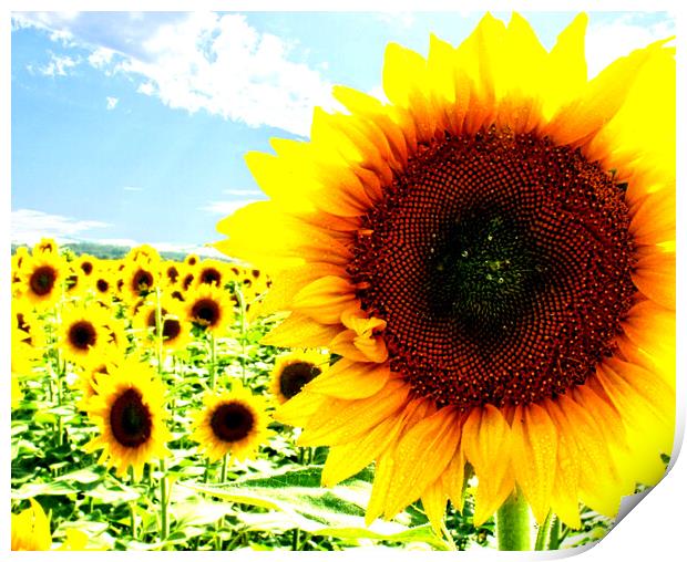 Sunny sunflower Print by Martin Smith