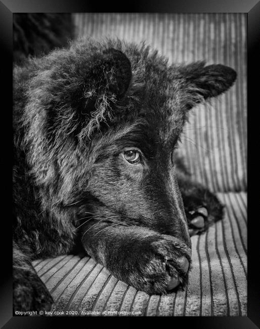 GSD Framed Print by kevin cook
