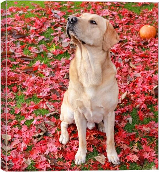 Labs and leaves Canvas Print by Michelle Bowler