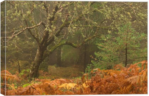 Wizard's Tree  Canvas Print by Macrae Images