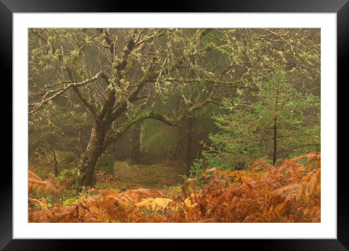 Wizard's Tree  Framed Mounted Print by Macrae Images