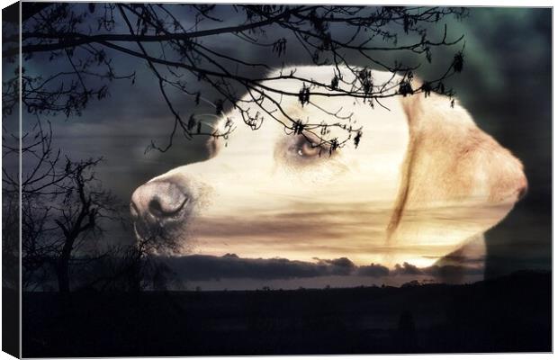 Labrador Sunset Canvas Print by Michelle Bowler
