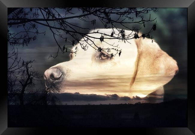 Labrador Sunset Framed Print by Michelle Bowler
