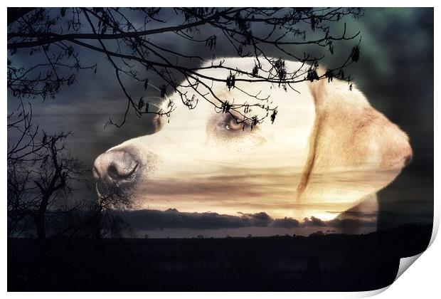 Labrador Sunset Print by Michelle Bowler