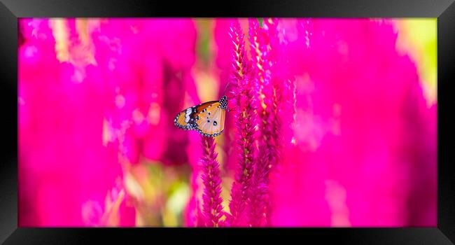 Pink Celosia in Bloom Framed Print by David Bokuchava