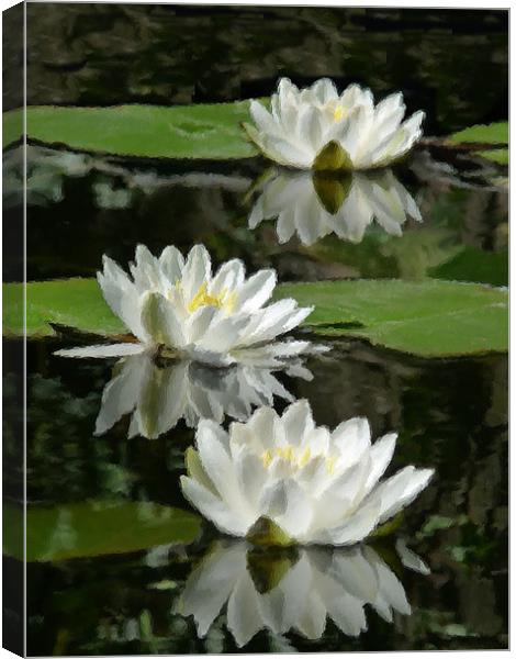 Study of Waterlilies Canvas Print by susan potter
