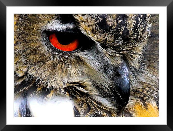 Eurasian Owl Framed Mounted Print by michael mcfarlane