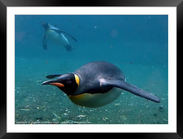 Penguin Underwater Framed Mounted Print by michael mcfarlane