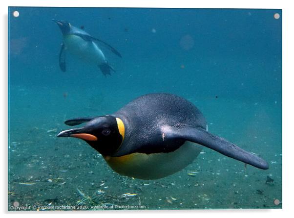 Penguin Underwater Acrylic by michael mcfarlane
