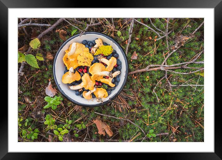 Chanterelles and Wild Berries on Moss. Gifts of Mother Nature Framed Mounted Print by David Bokuchava