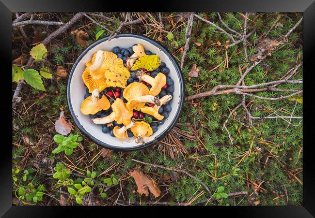Chanterelles and Wild Berries on Moss. Gifts of Mother Nature Framed Print by David Bokuchava