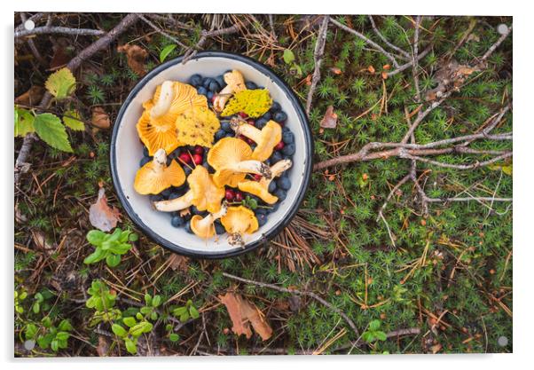 Chanterelles and Wild Berries on Moss. Gifts of Mother Nature Acrylic by David Bokuchava