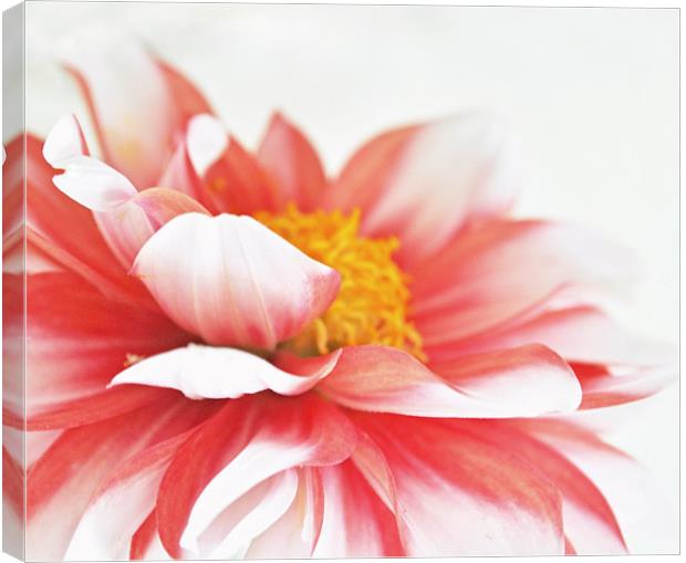 Red and White Dahlia Canvas Print by Karen Martin
