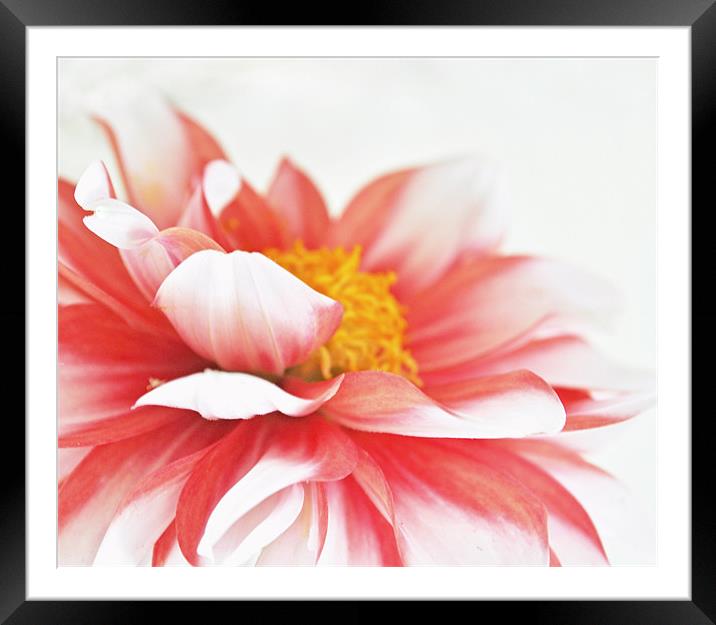 Red and White Dahlia Framed Mounted Print by Karen Martin