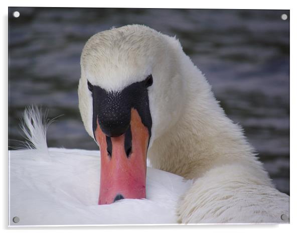 Swan Acrylic by emma thomas