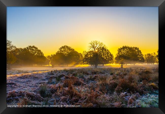 Richmond Park at dawn Framed Print by Graham Prentice