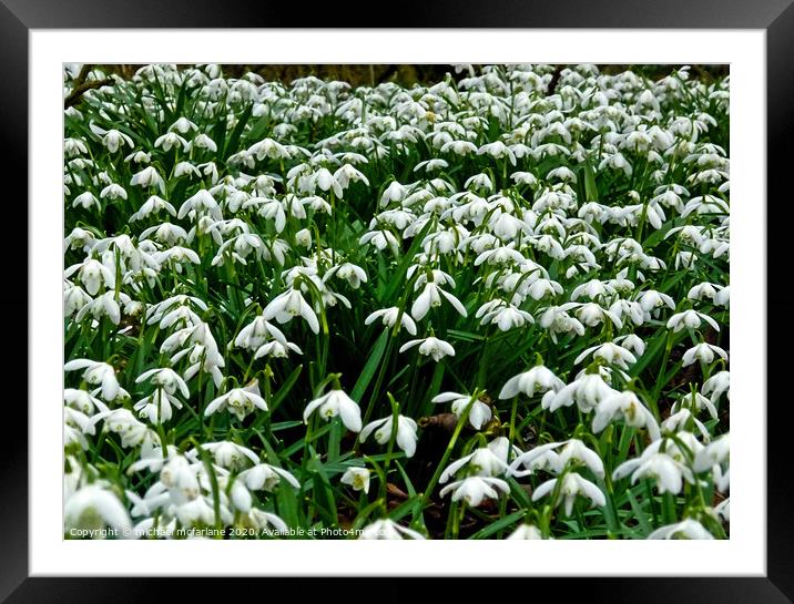 Snowdrops Framed Mounted Print by michael mcfarlane