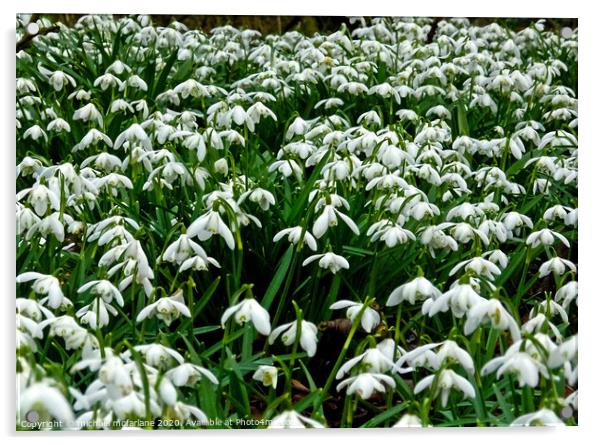 Snowdrops Acrylic by michael mcfarlane