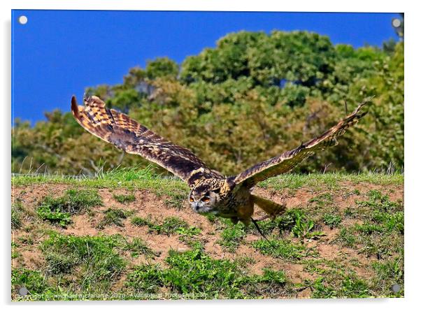 Eurasian Owl Acrylic by michael mcfarlane