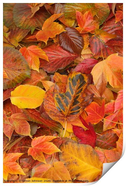 autumn leaf collage Print by Simon Johnson