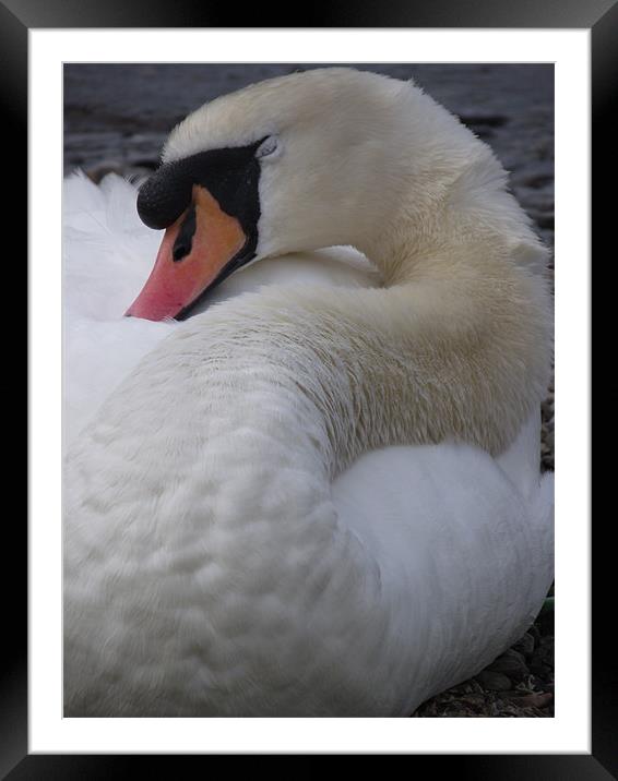 Sleeping swan Framed Mounted Print by emma thomas