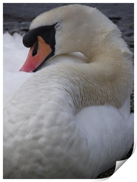 Sleeping swan Print by emma thomas