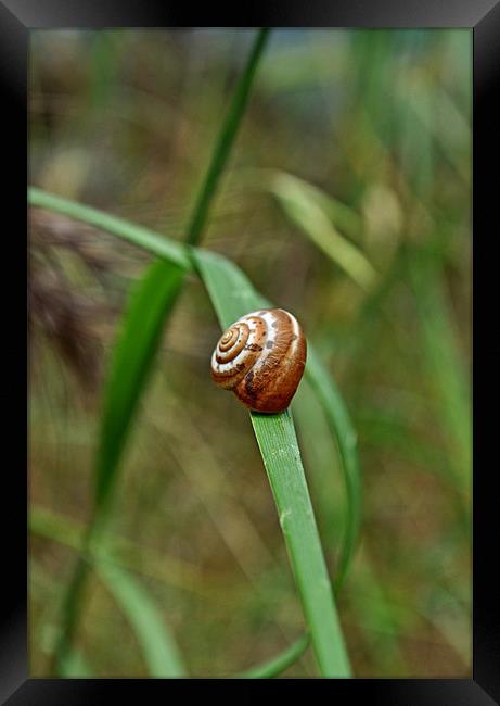 Simple Snail Framed Print by Karen Martin