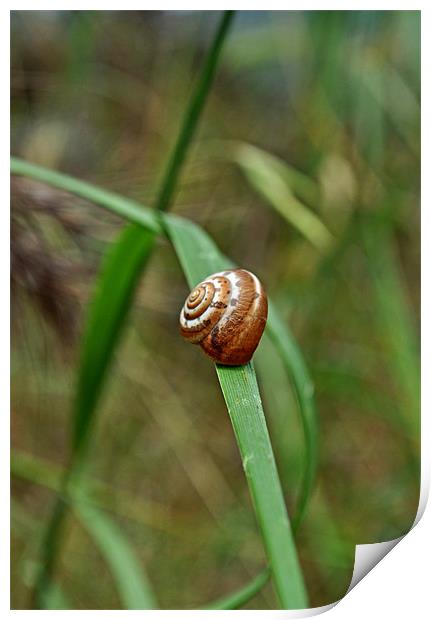 Simple Snail Print by Karen Martin