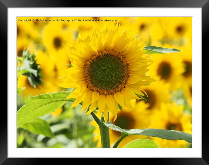 Sunflower Framed Mounted Print by Elizabeth Debenham