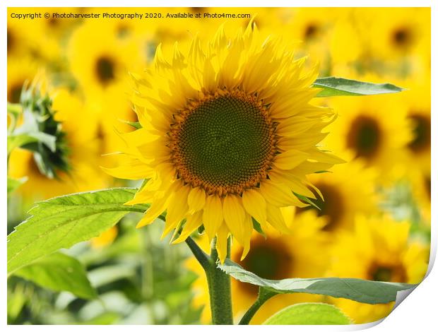Sunflower Print by Elizabeth Debenham