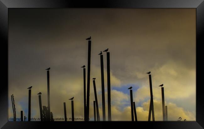 Gulls before the Storm Framed Print by Paddy Art