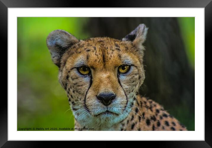 Cheetah Looking at You Framed Mounted Print by Paddy Art
